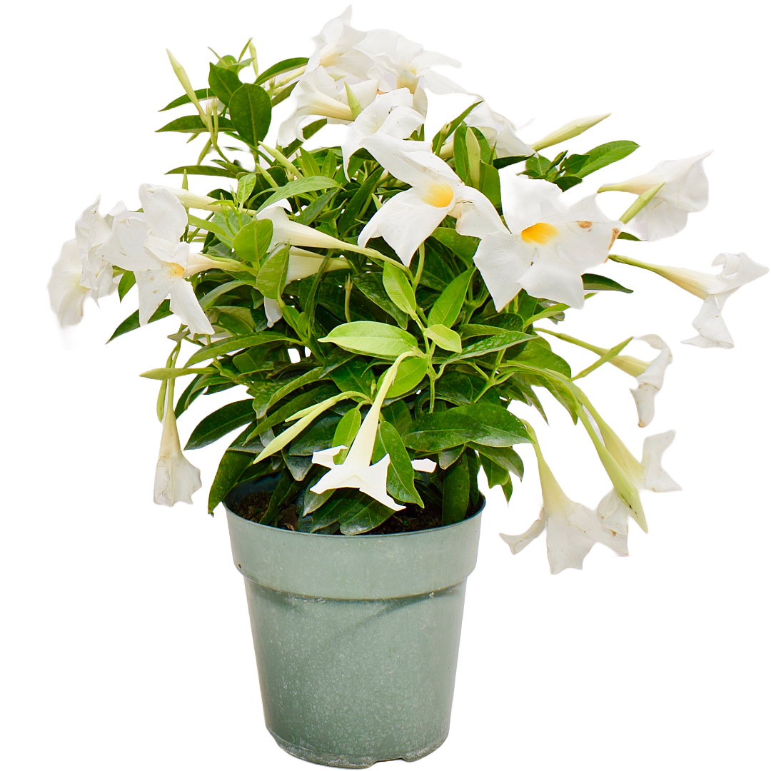 Dipladenia Mandevilla White, 6" Pot, White Flowers