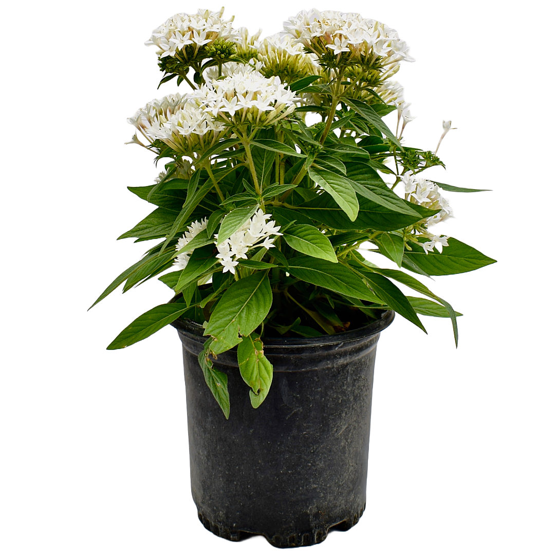 Buy A White Penta Live Plant Butterfly Attractant 