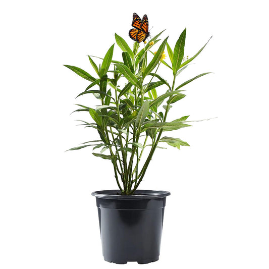 Yellow Milkweed, Asclepias tuberosa 6" Pot