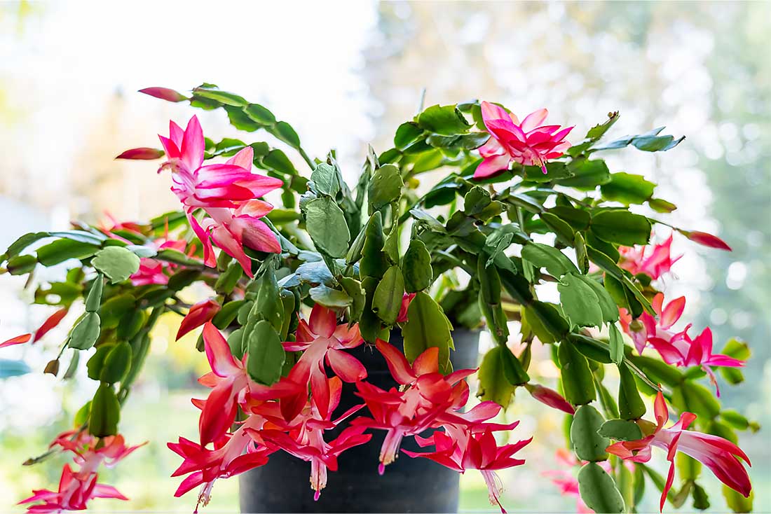 Christmas Cactus Plant, 8-Inch Pot, Hanging Basket, Indoor Houseplant, Assorted Colors Growers Choice