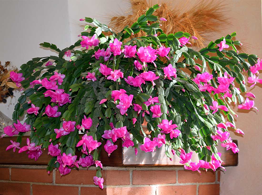 Christmas Cactus Plant, 8-Inch Pot, Hanging Basket, Indoor Houseplant, Assorted Colors Growers Choice