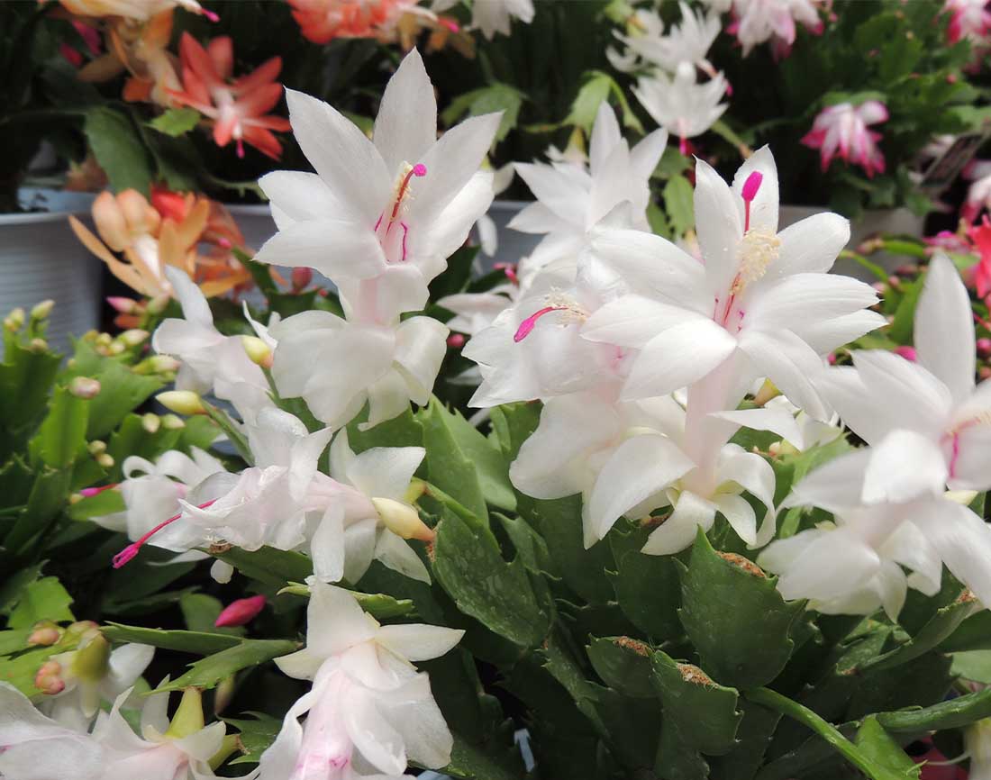 Christmas Cactus Plant, 8-Inch Pot, Hanging Basket, Indoor Houseplant, Assorted Colors Growers Choice