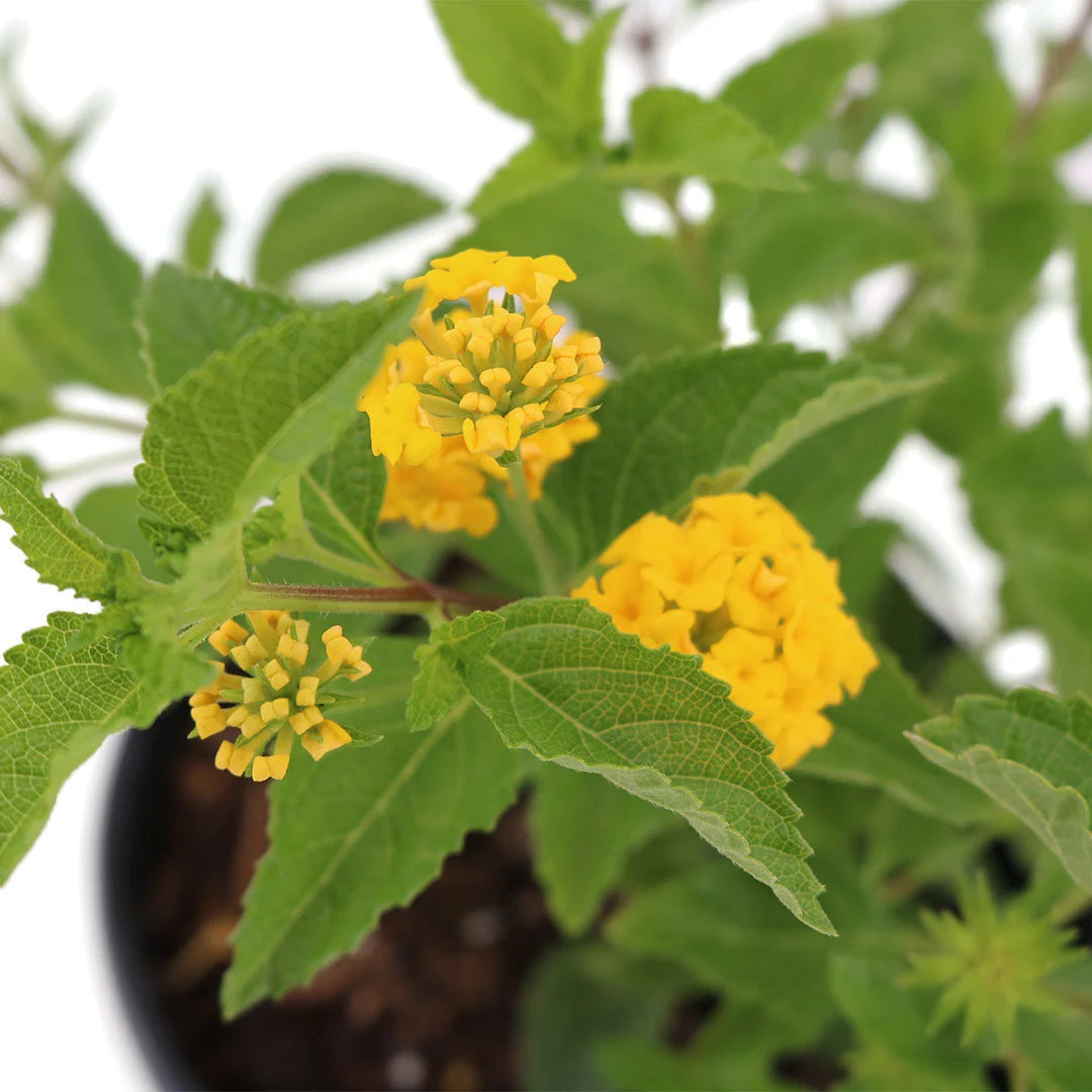 Gold Lantana, 6" Pot, Bright Yellow Flowers