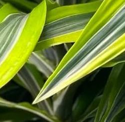 Dracaena Lemon Lime, 10" Pot
