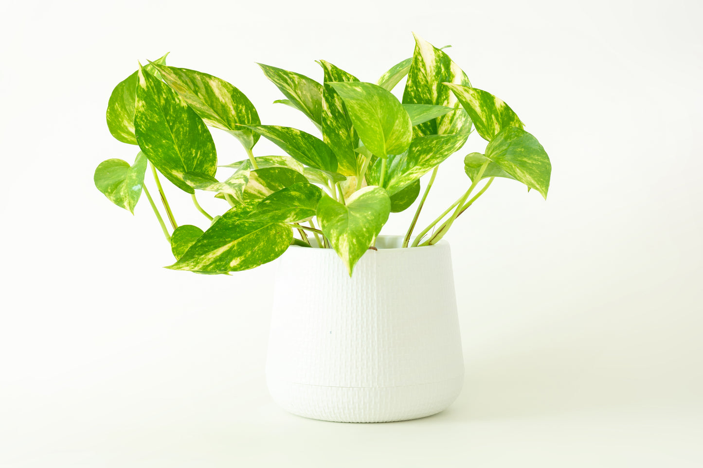 Golden Pothos, 4" Pot