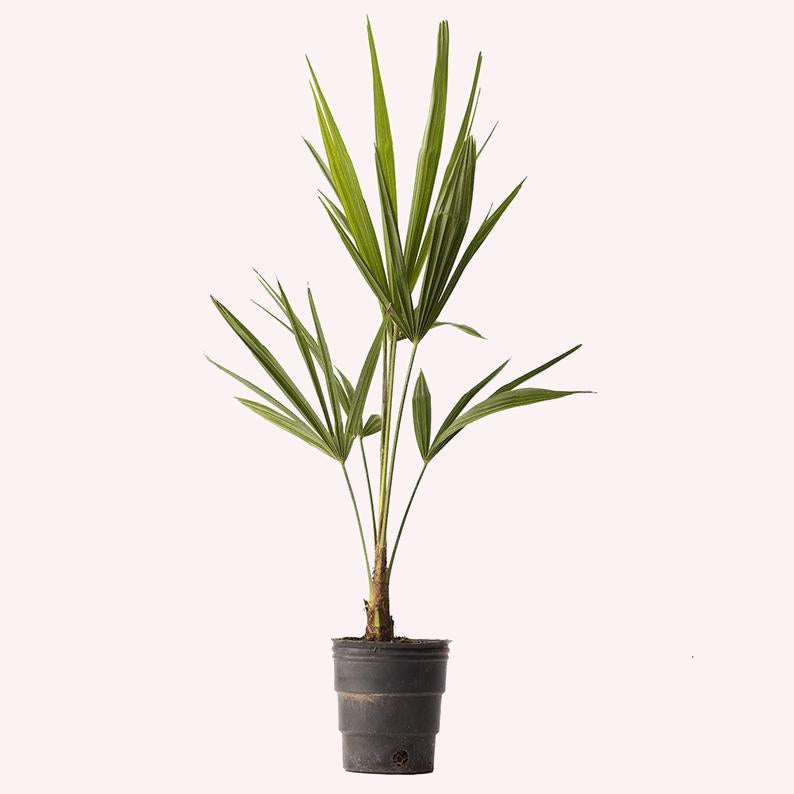 Windmill Palm Tree, 4" Pot