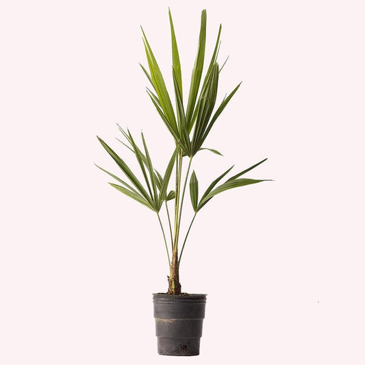 Windmill Palm Tree, 4" Pot