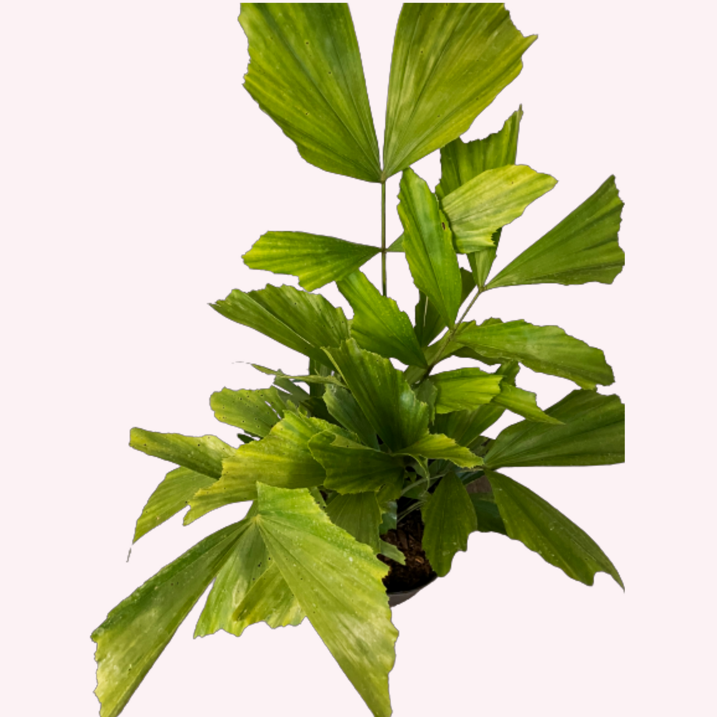 Fishtail Palm Tree, 10" Pot