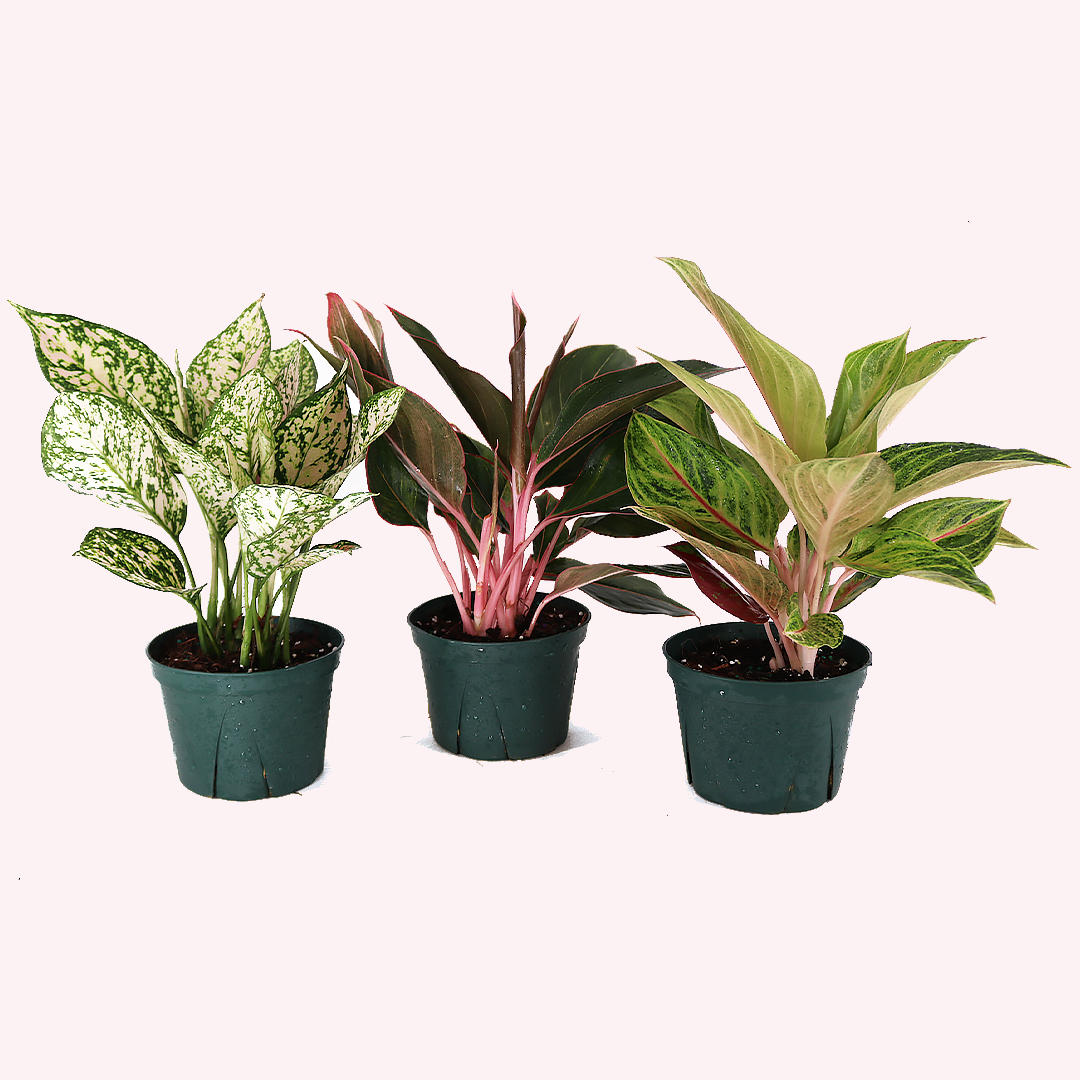 Aglaonema 3 Pack, 6" Pots