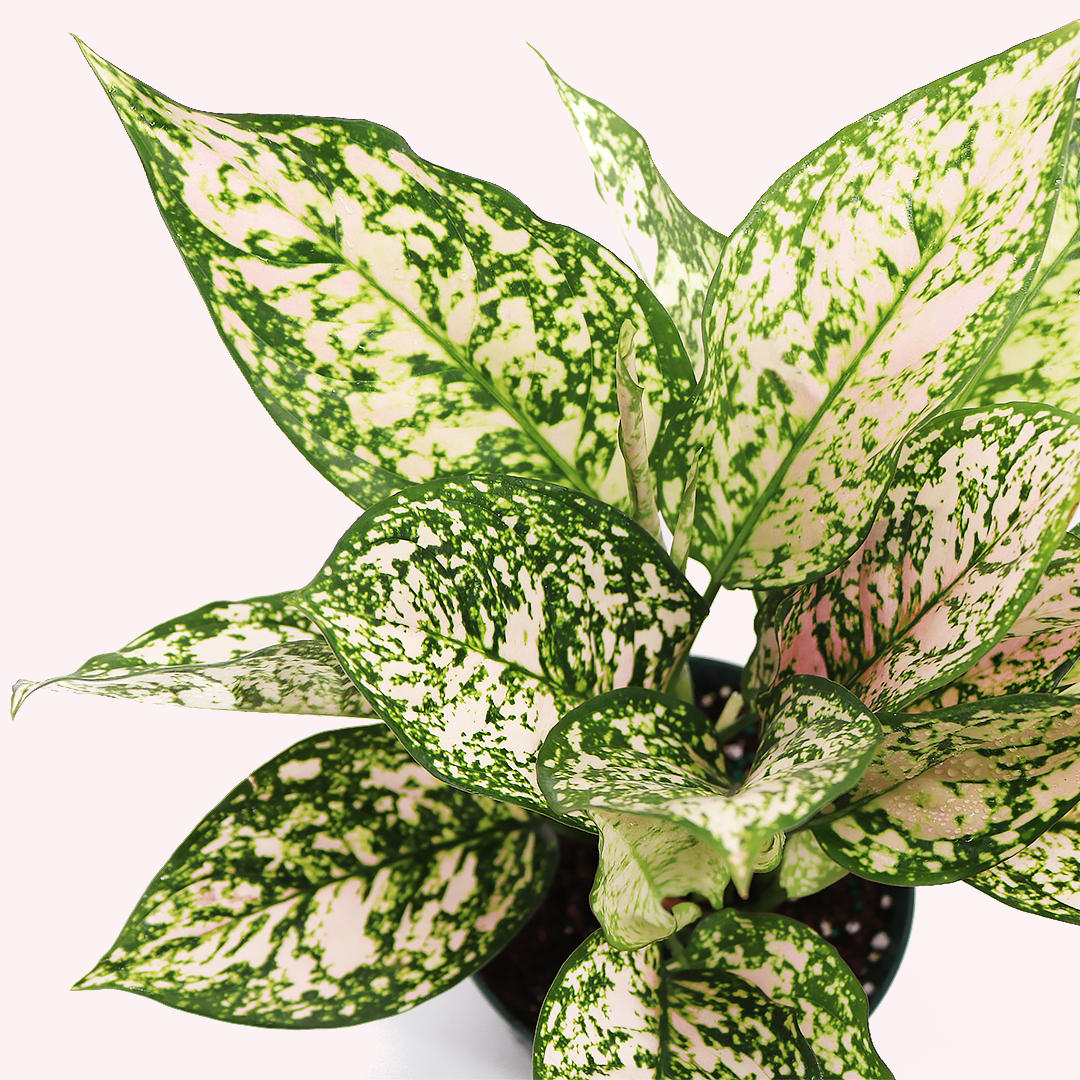 Aglaonema 3 Pack, 6" Pots