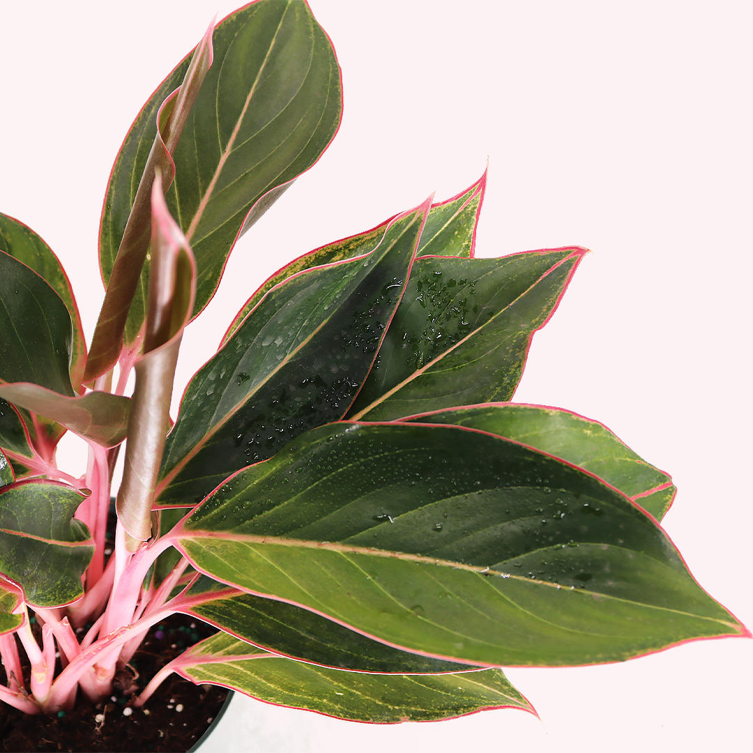 Aglaonema 3 Pack, 6" Pots