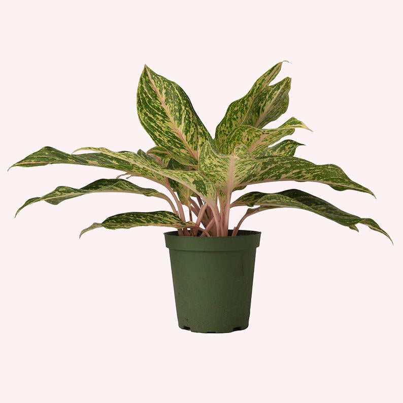 aglaonema suzy Aglaonema Sparkling Sarah 5" Pot