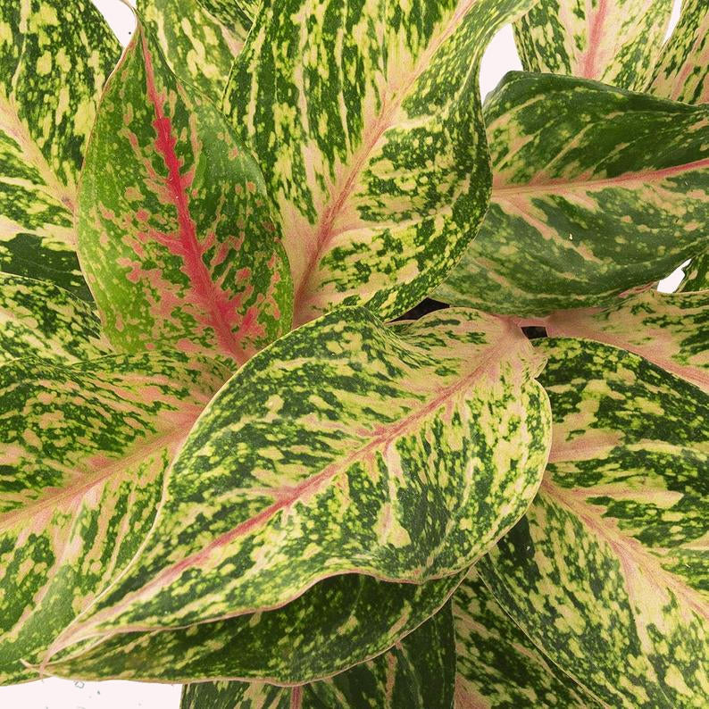 Aglaonema Sparkling Sarah 5" Pot