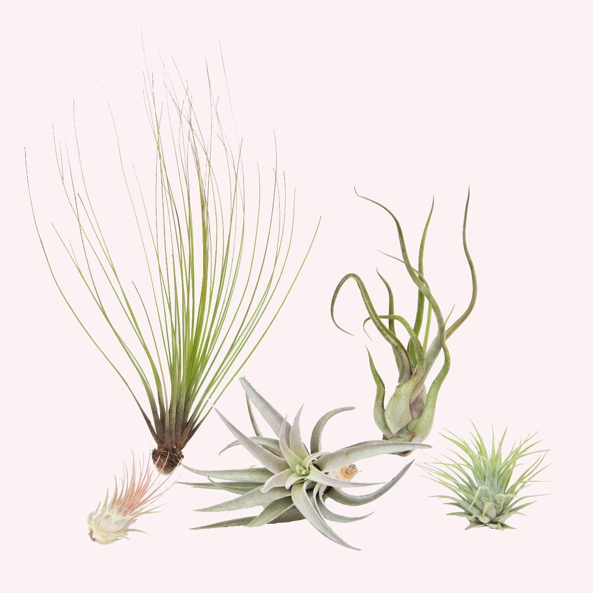 Tillandsia Air Plants.
