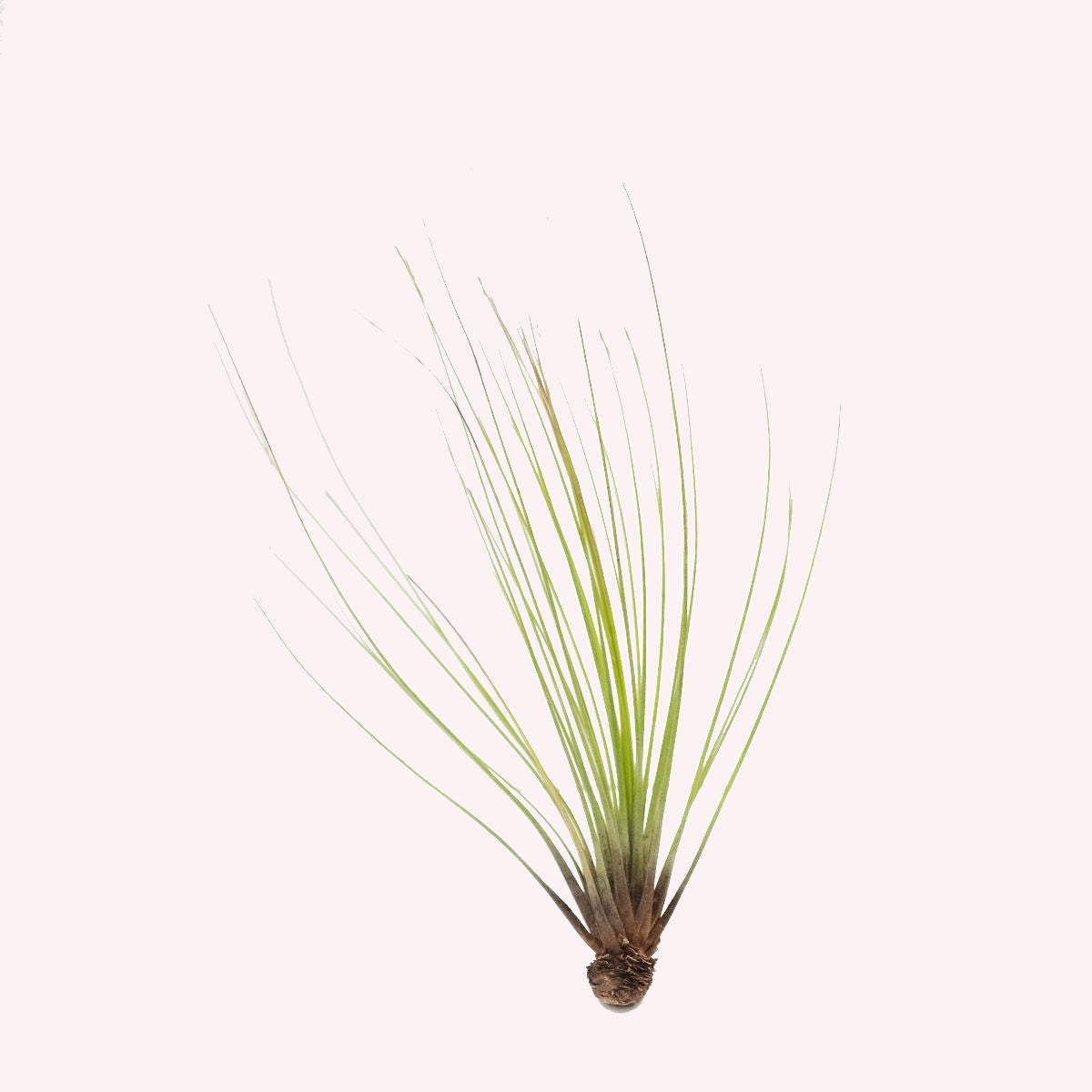 Tillandsia Air Plant.