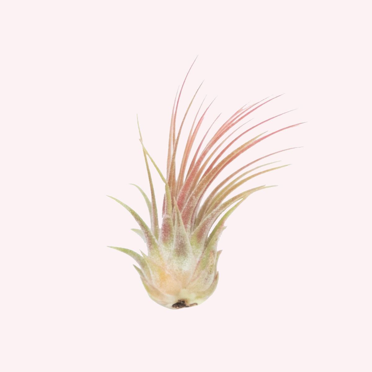 Tillandsia Air Plant.
