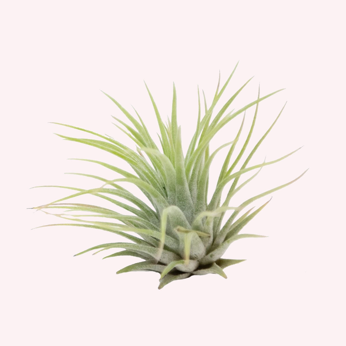 Tillandsia Air Plant.