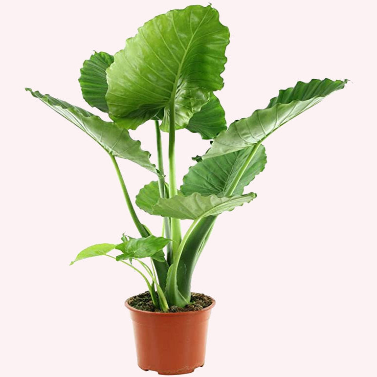Alocasia California Elephant Ear, 10" Pot