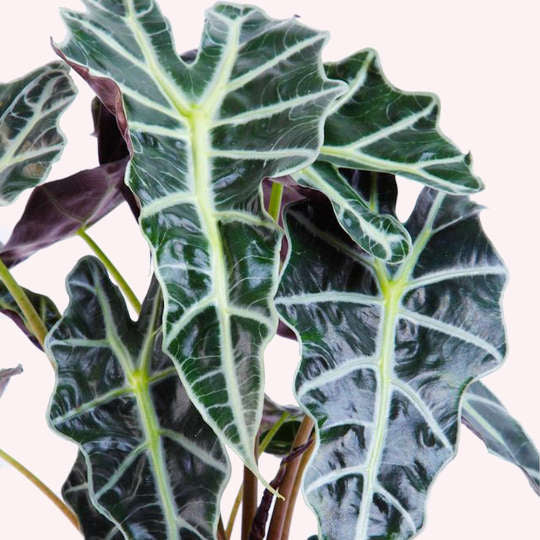 Alocasia Polly plant in a 6" pot.