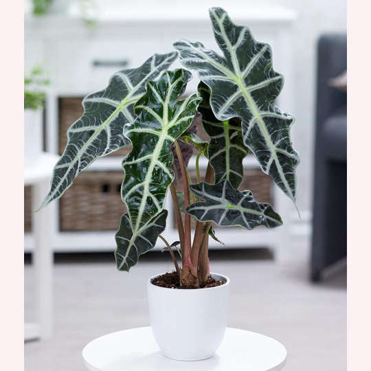 Alocasia Polly plant in a 6" white planter.