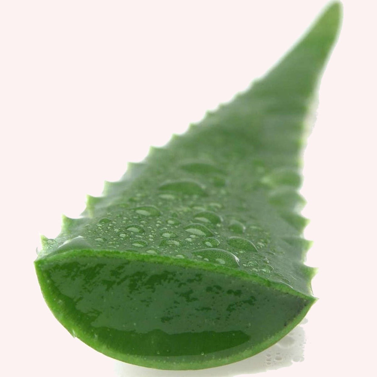 Aloe Vera plant.
