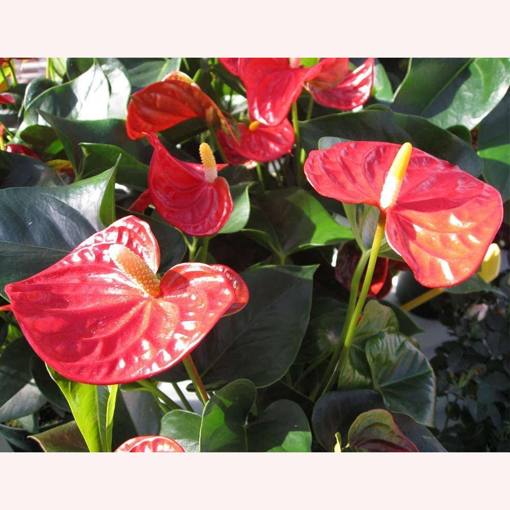 Anthurium Red plant leaves.