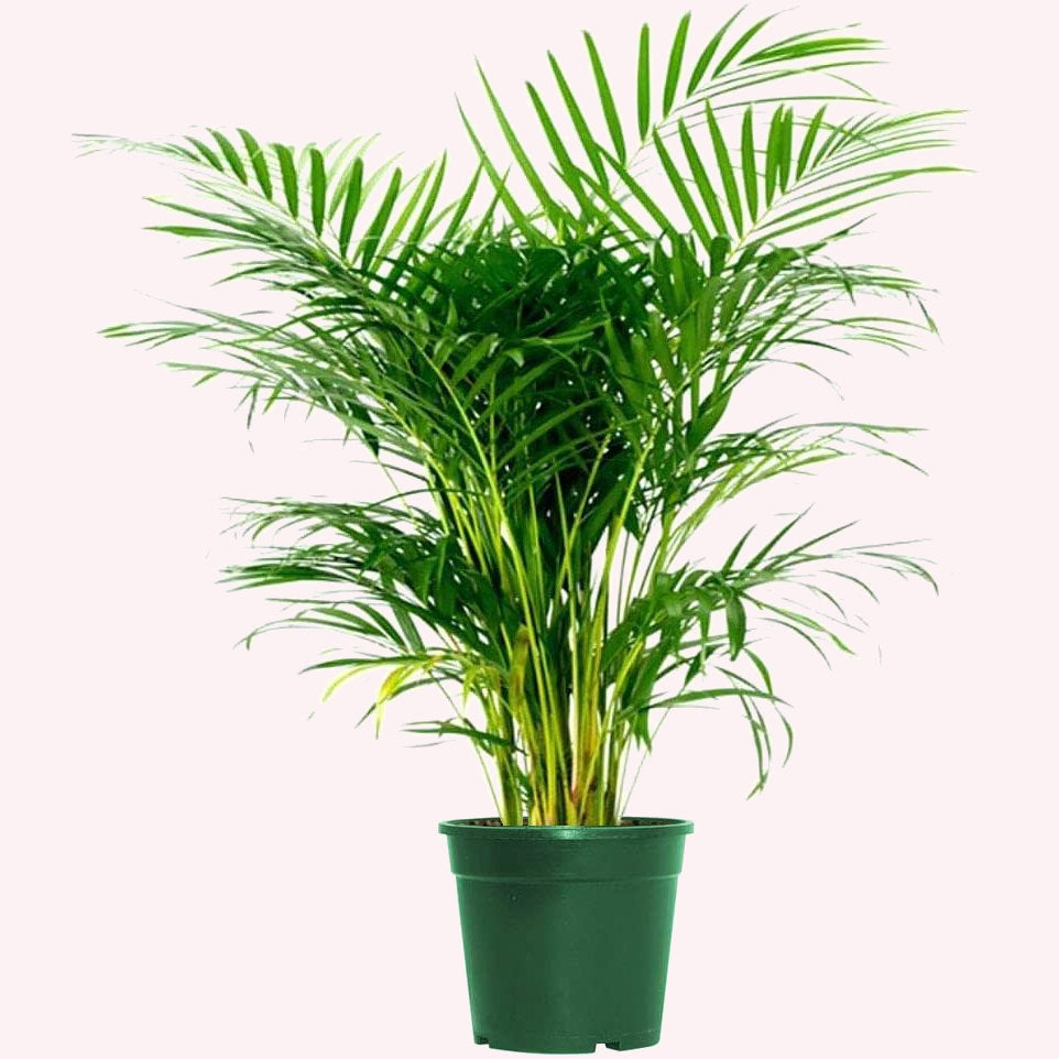 Areca Palm, 6" Pot