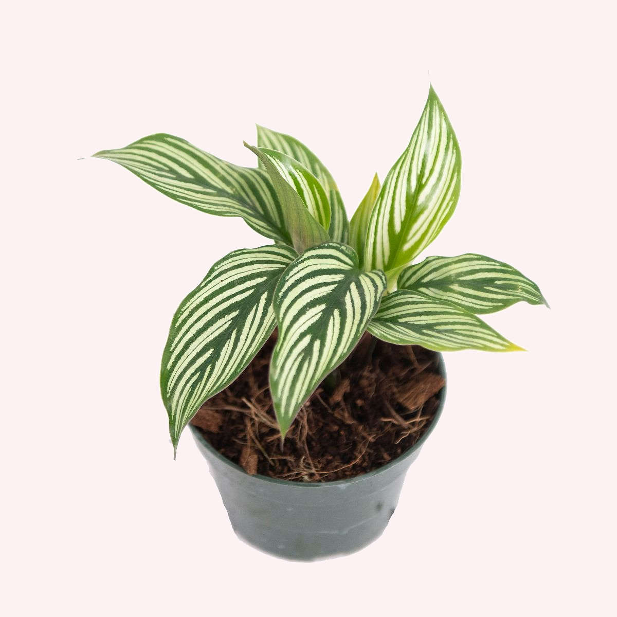 Assorted Calathea 3 Pack, 4" Pots