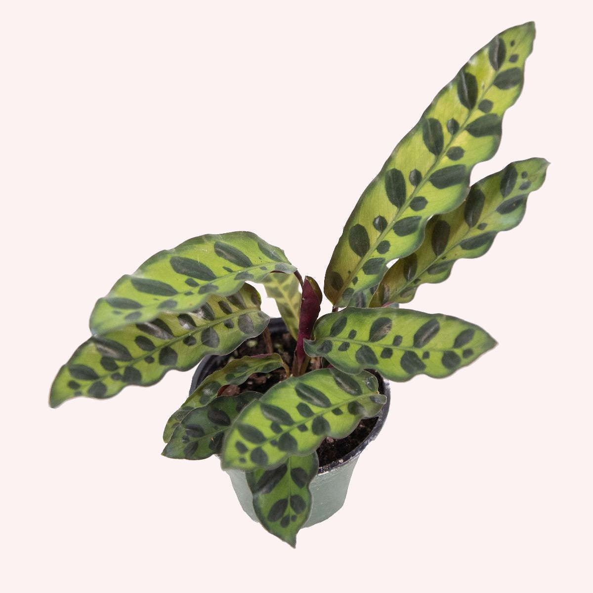 Assorted Calathea 3 Pack, 4" Pots