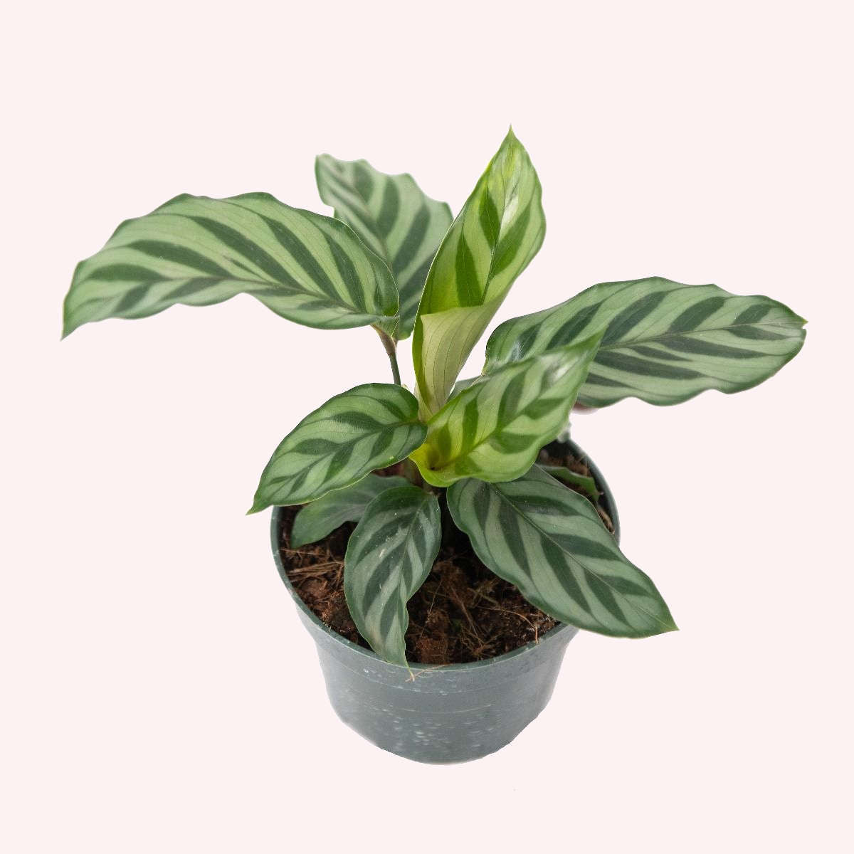 Assorted Calathea 3 Pack, 4" Pots