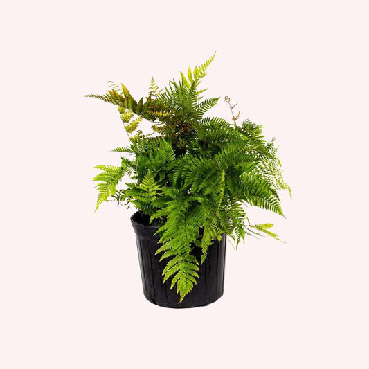 Autumn Fern in a 6" pot.