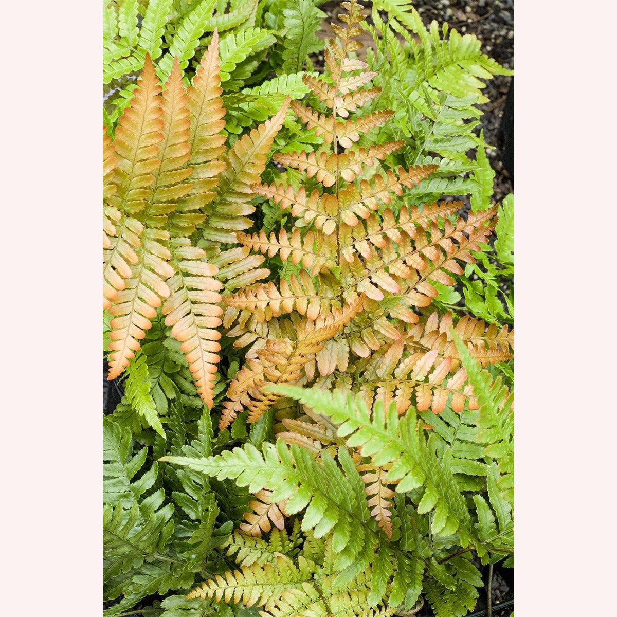Autumn Fern leaves.