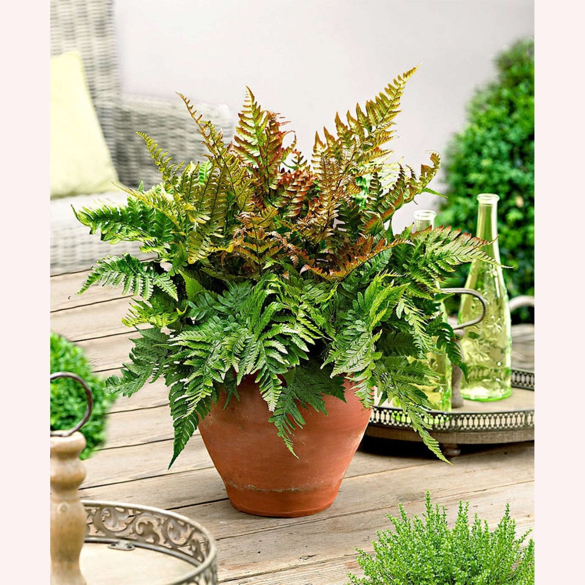 Autumn Fern in a terracotta planter.