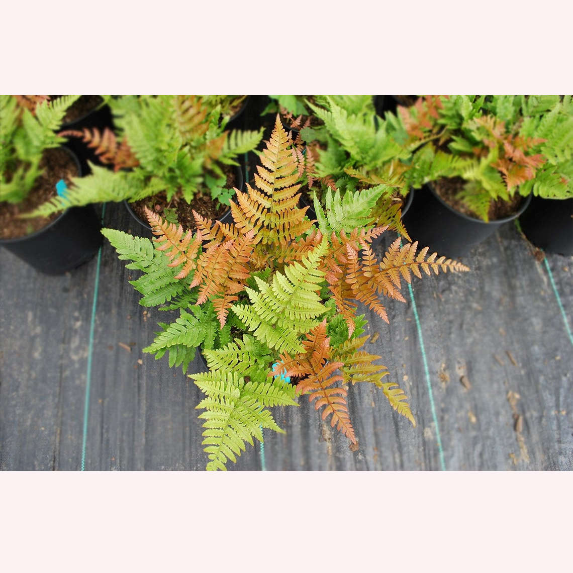 Autumn Ferns in 6" pots.