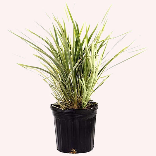 Aztec Grass in a 6" pot.