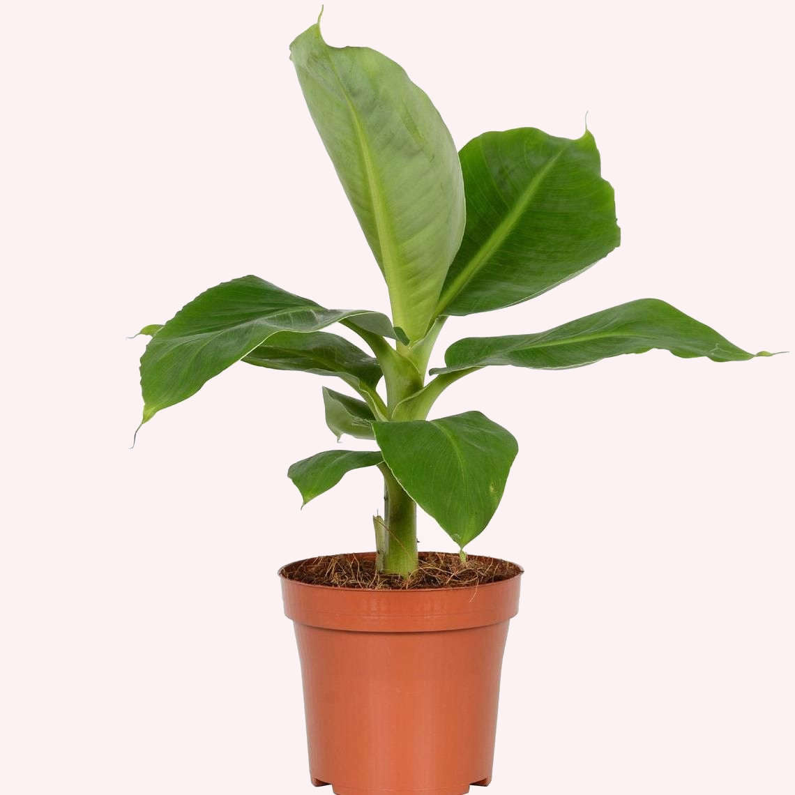 Dwarf Cavendish Banana in a 6" pot.