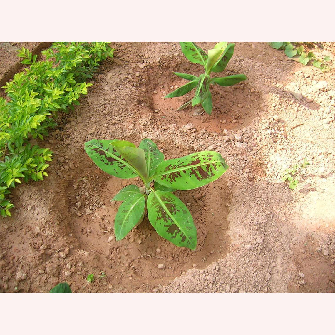 Dwarf Cavendish Banana plants.