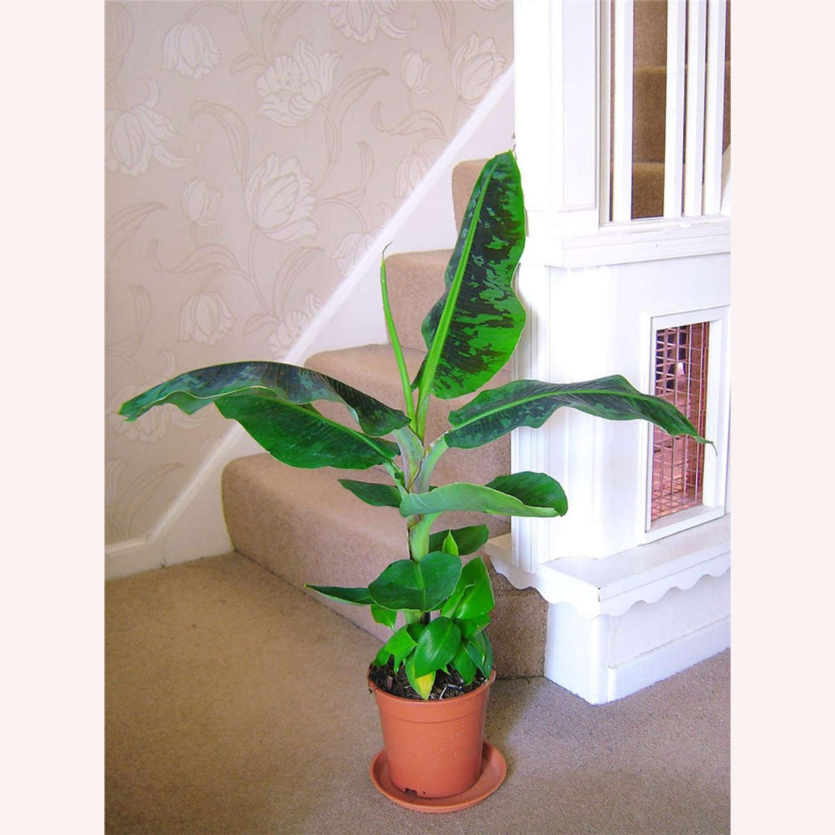 Dwarf Cavendish Banana in a 6" pot.