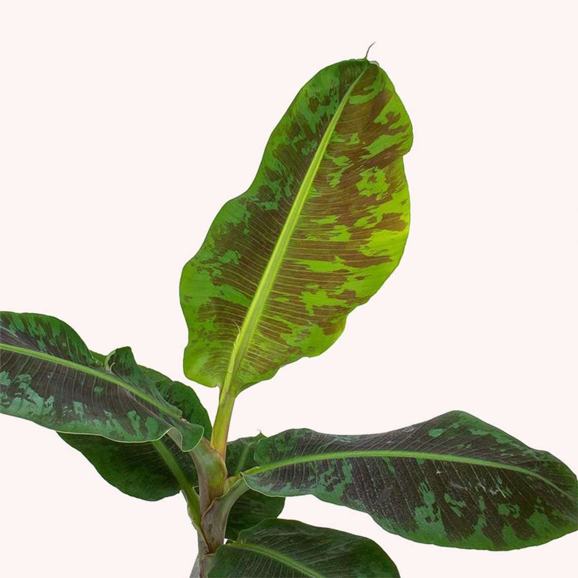 Dwarf Cavendish Banana leaves.