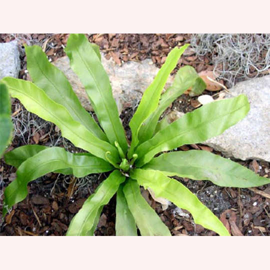 Birds Nest Fern, 6" Pot