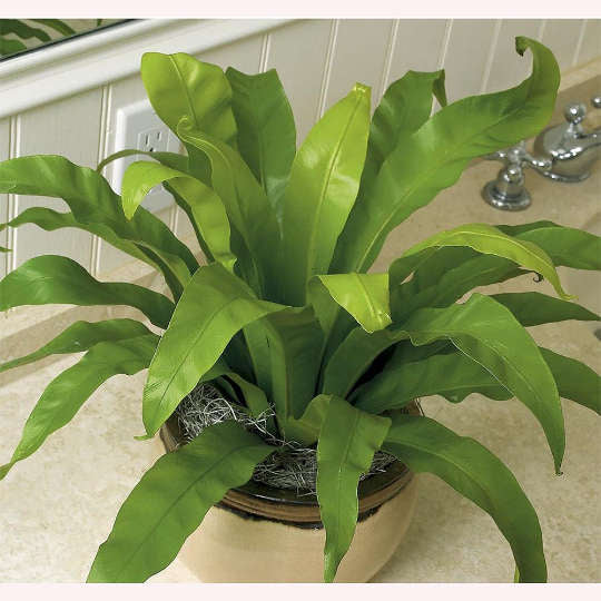 Birds Nest Fern, 6" Pot