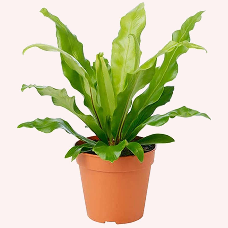 bird's nest fern hardiness Buy a Birds Nest Fern Japanese Live Plant