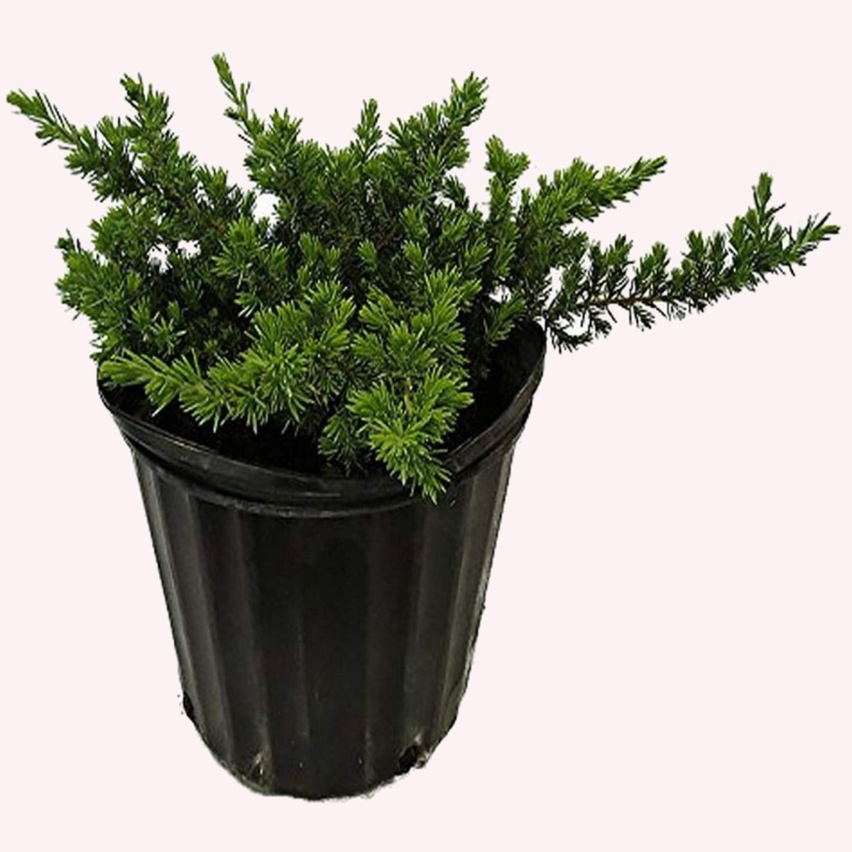 Blue Pacific Juniper in a 10" pot.