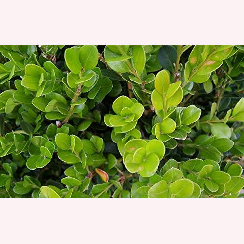 Wintergreen Boxwood, 10" Pot