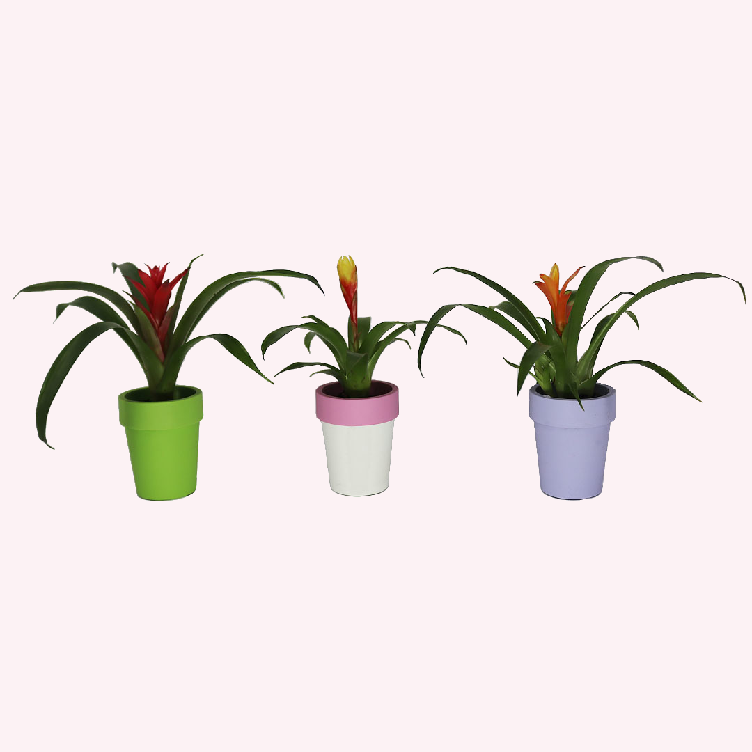 Bromeliad 3 Pack, 2" Pots