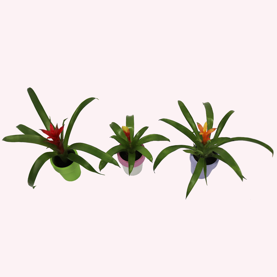 Bromeliad 3 Pack, 2" Pots