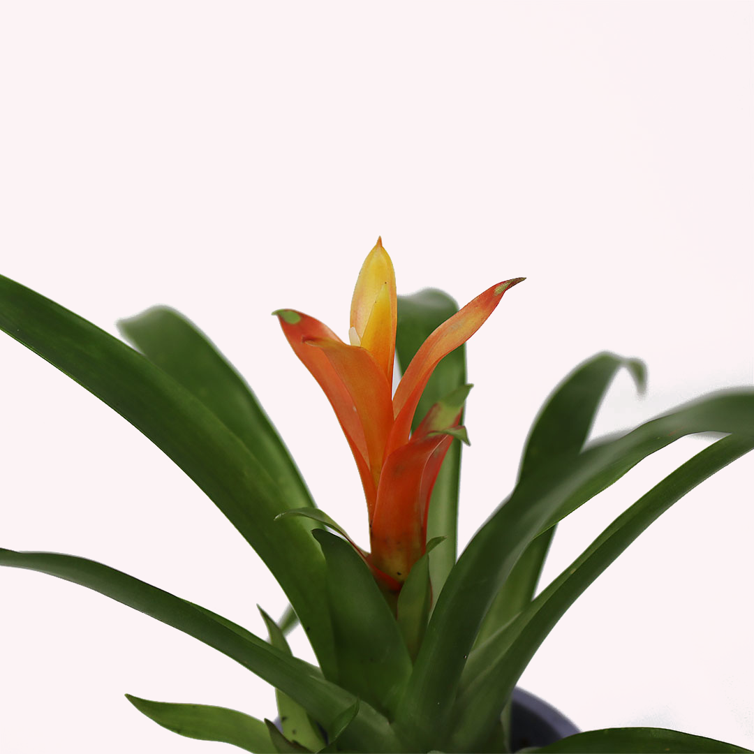 Bromeliad 3 Pack, 2" Pots