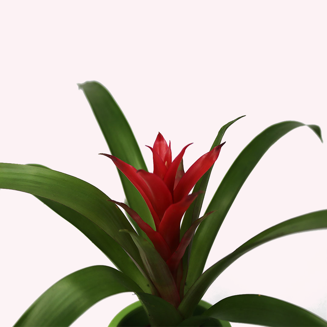 Bromeliad 3 Pack, 2" Pots