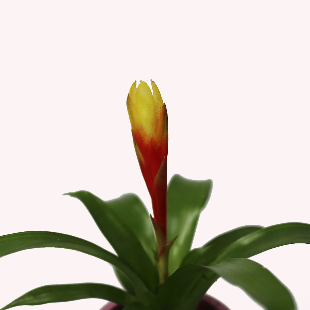 Bromeliad 3 Pack, 2" Pots