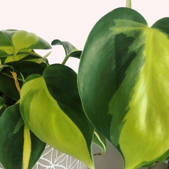 Philodendron Brasil, 6" Pot